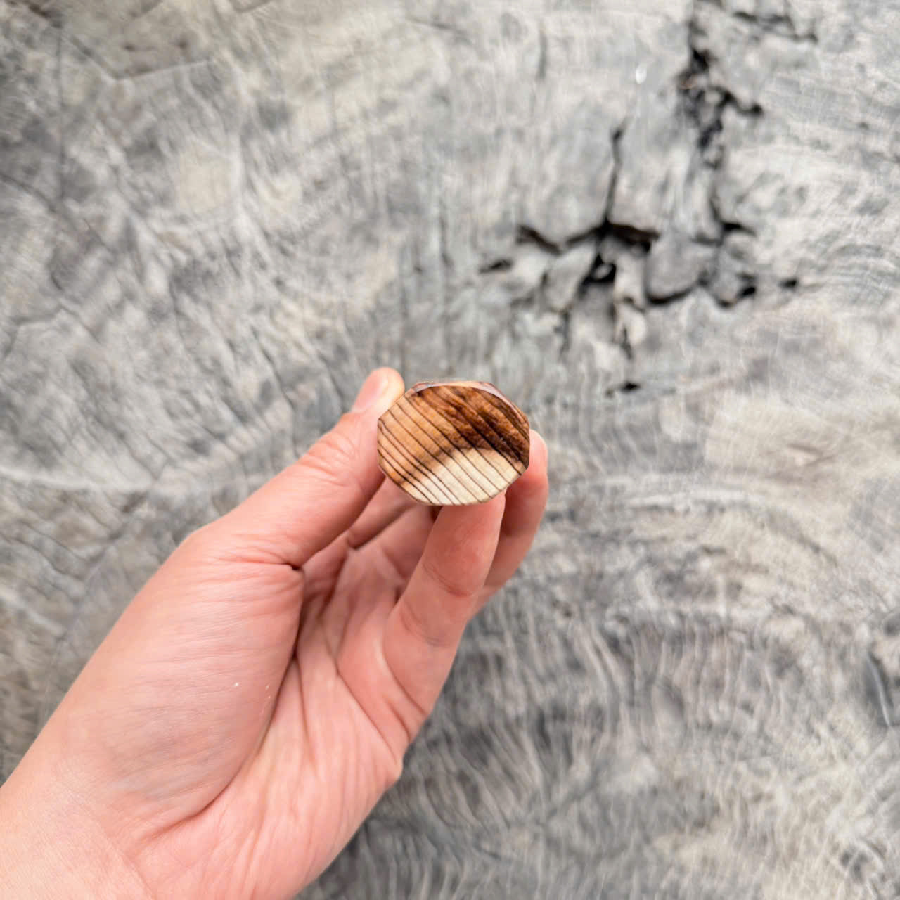 I - Cool Two tone Curly Japanese Tamamoku Cedar, Marble horn ferrule, 140mm