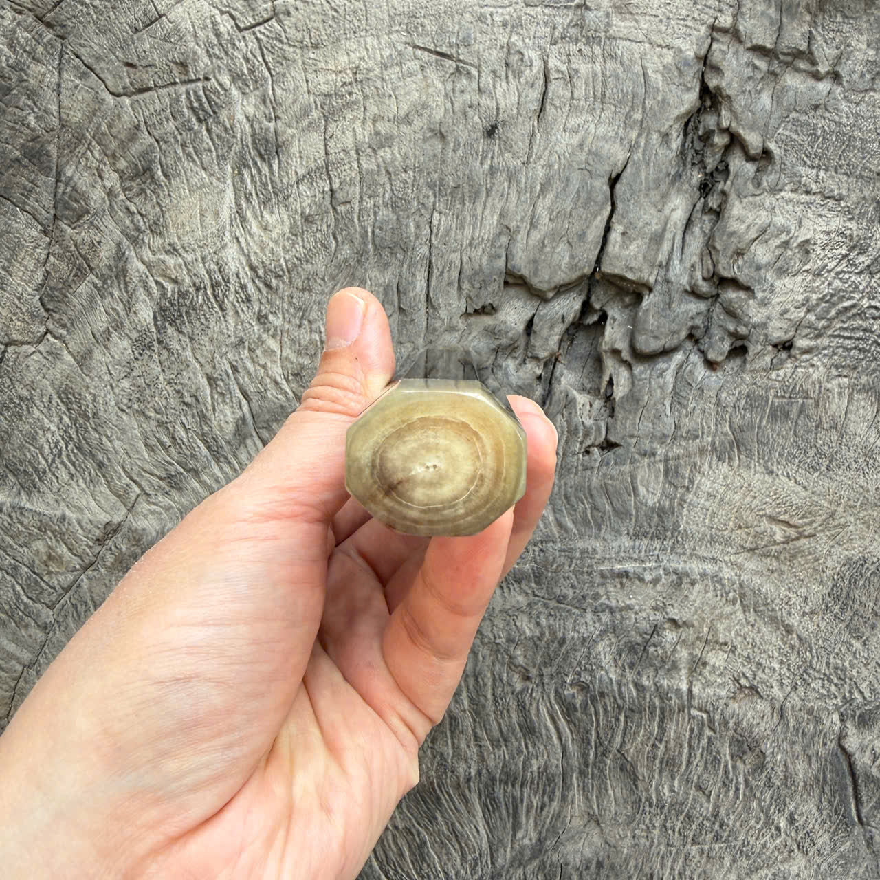 I - 30 Ebony Wa handle, Ivory Horn Ferrule - 145 mm