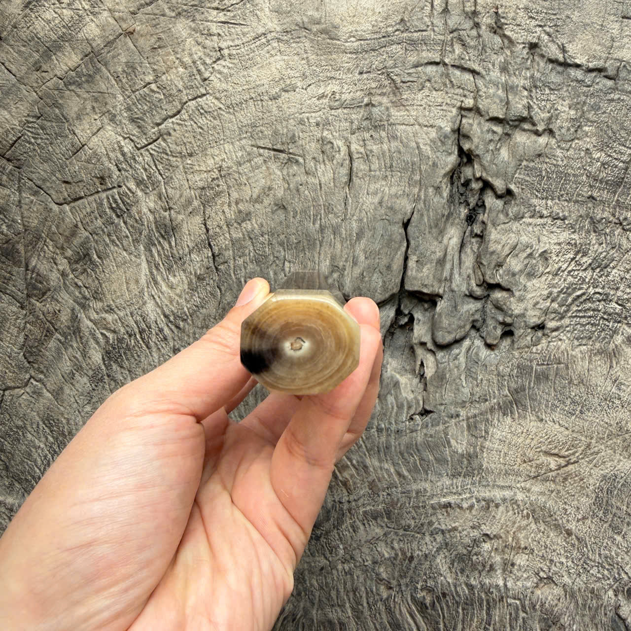 I - 5 Macassar EbonyWa handle, White Horn ferrule and end cap - 145 mm