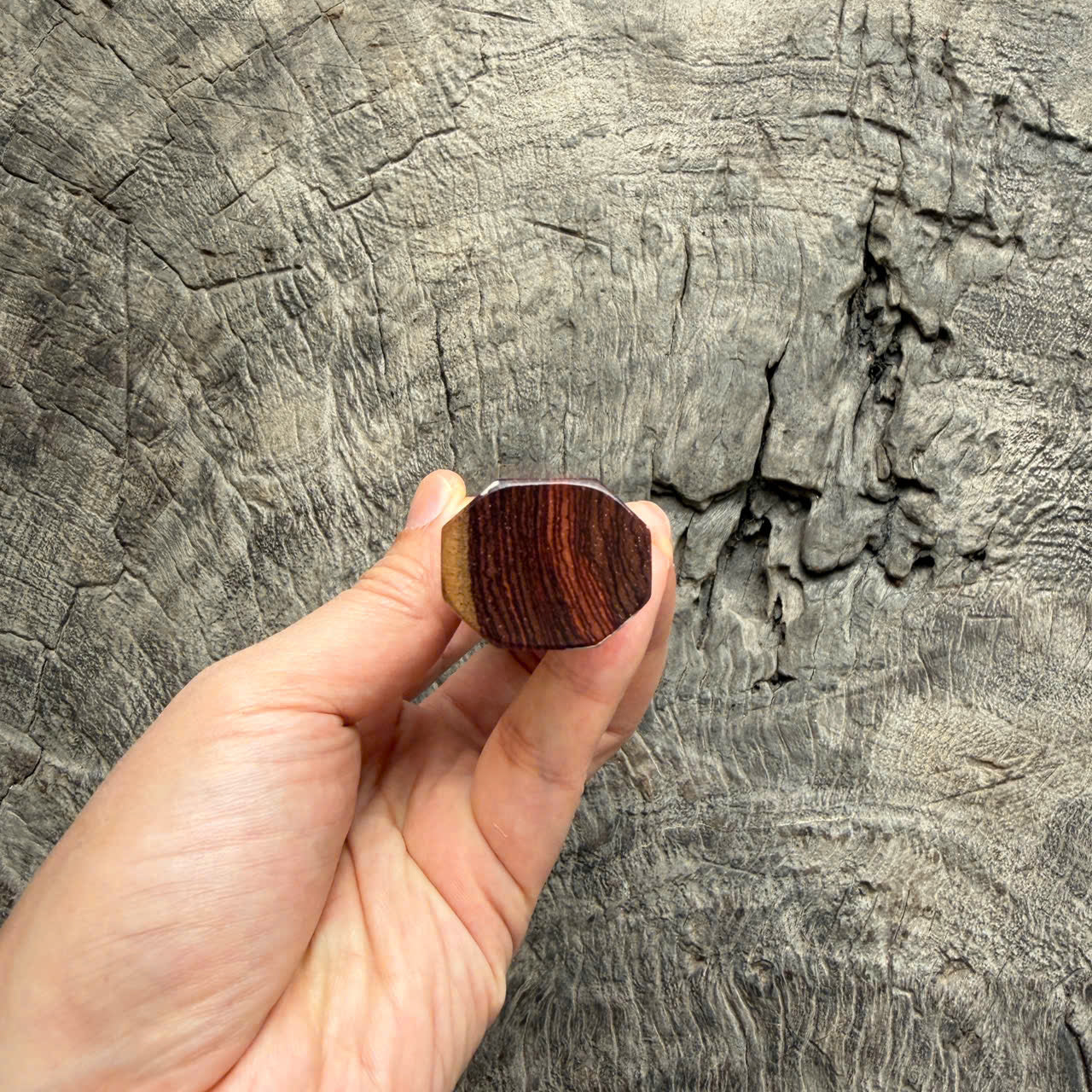 I -6 Two tone Rosewood Wa handle, White horn Ferrule - 145 mm