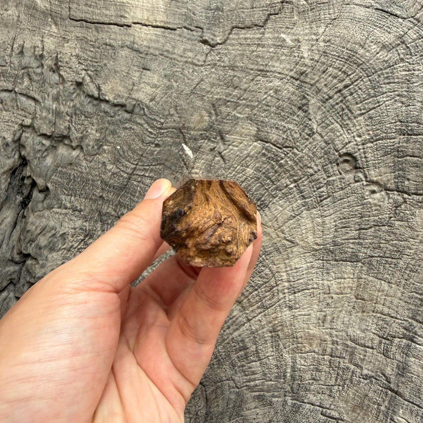 I - Live Edge Laos Ironwood Burl Wa handle, Marble Horn ferrule - 145 mm