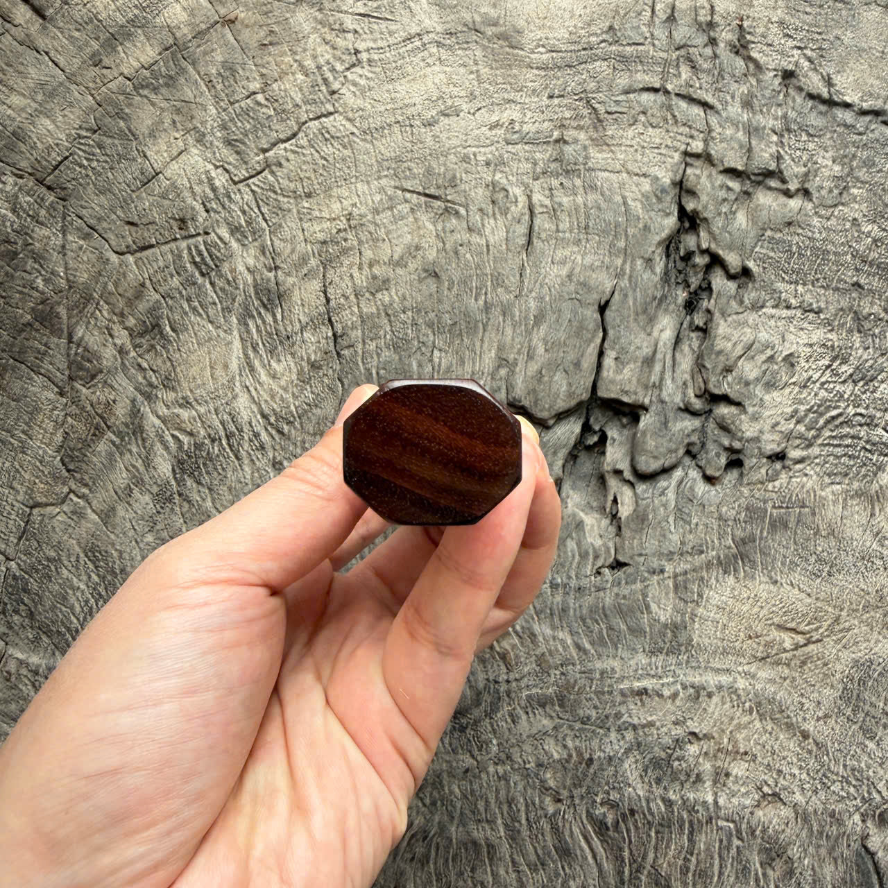 I - 20 Curly Siamese Rosewood Wa handle, Ivory Horn ferrule - 145 mm