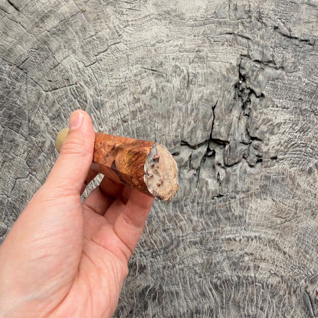 I - 6 Live Edge Laos Ironwood Burl - Pure White horn Ferrule- 140 mm