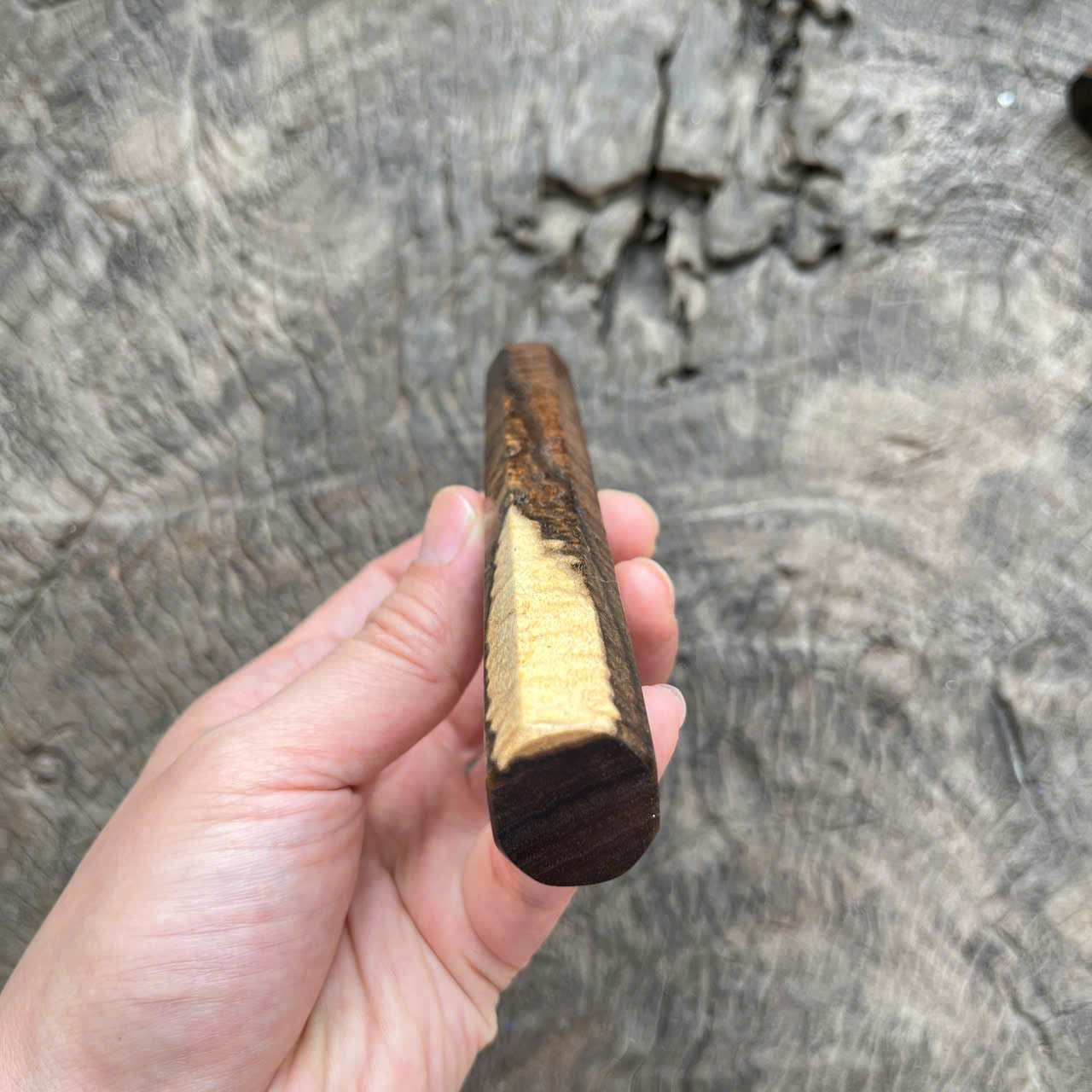 I- Two tone Ringed gidgee Wa handle, Mono, 135 mm