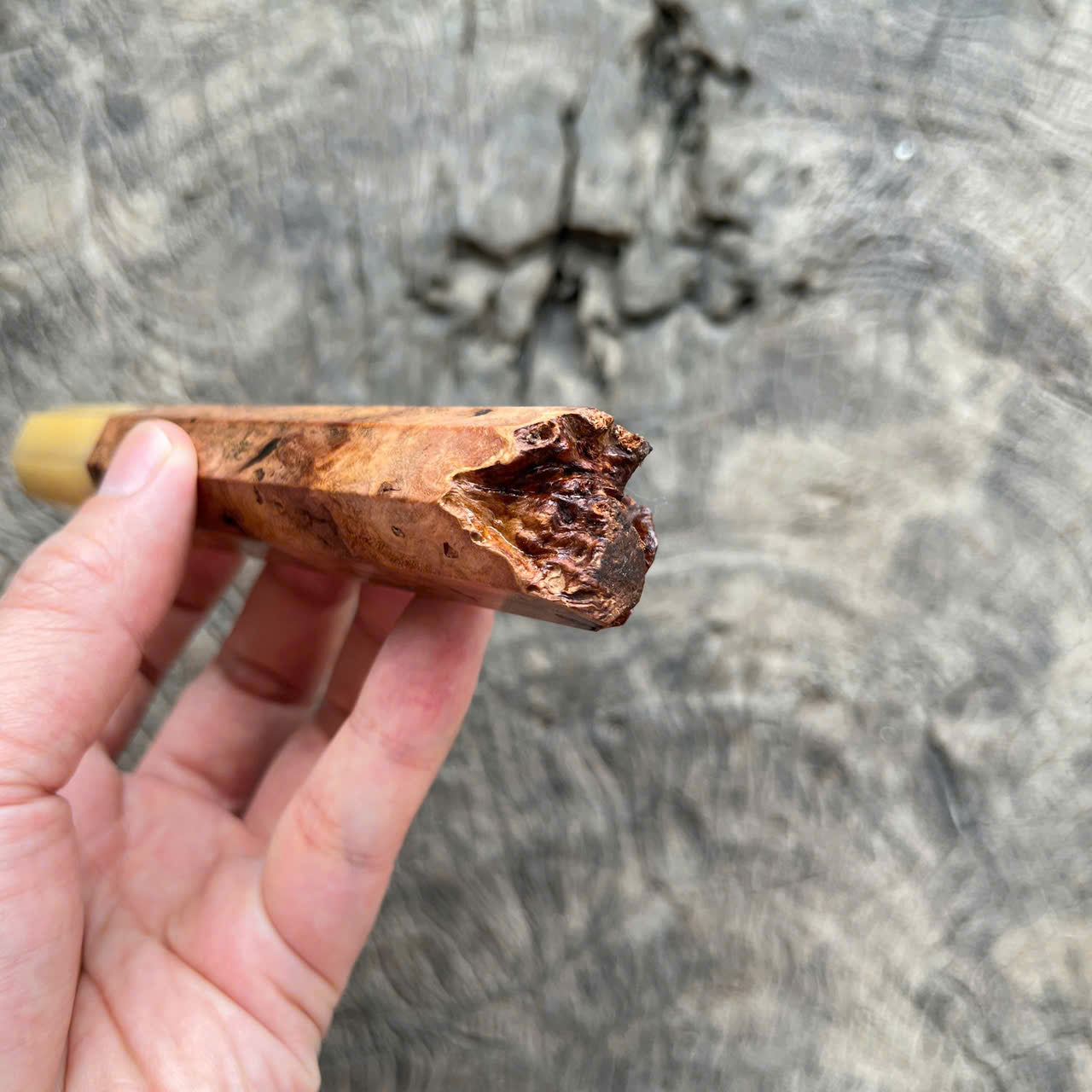 I - Live Edge Viet Ironwood burl Wa handle, White horn ferrule- 145mm