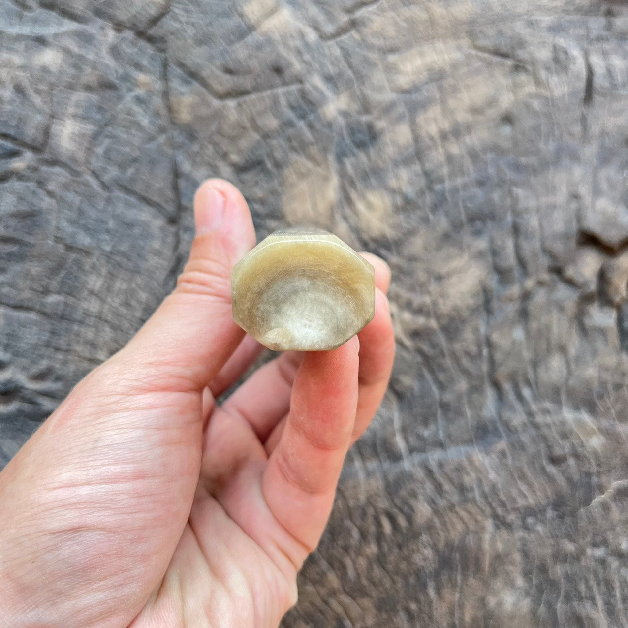 I- 8 Big pure white horn Wa handle -145mm