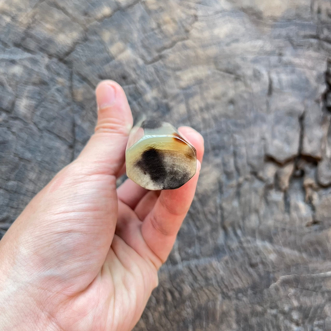 I- 6 Big rare color full horn wa handle - 145mm