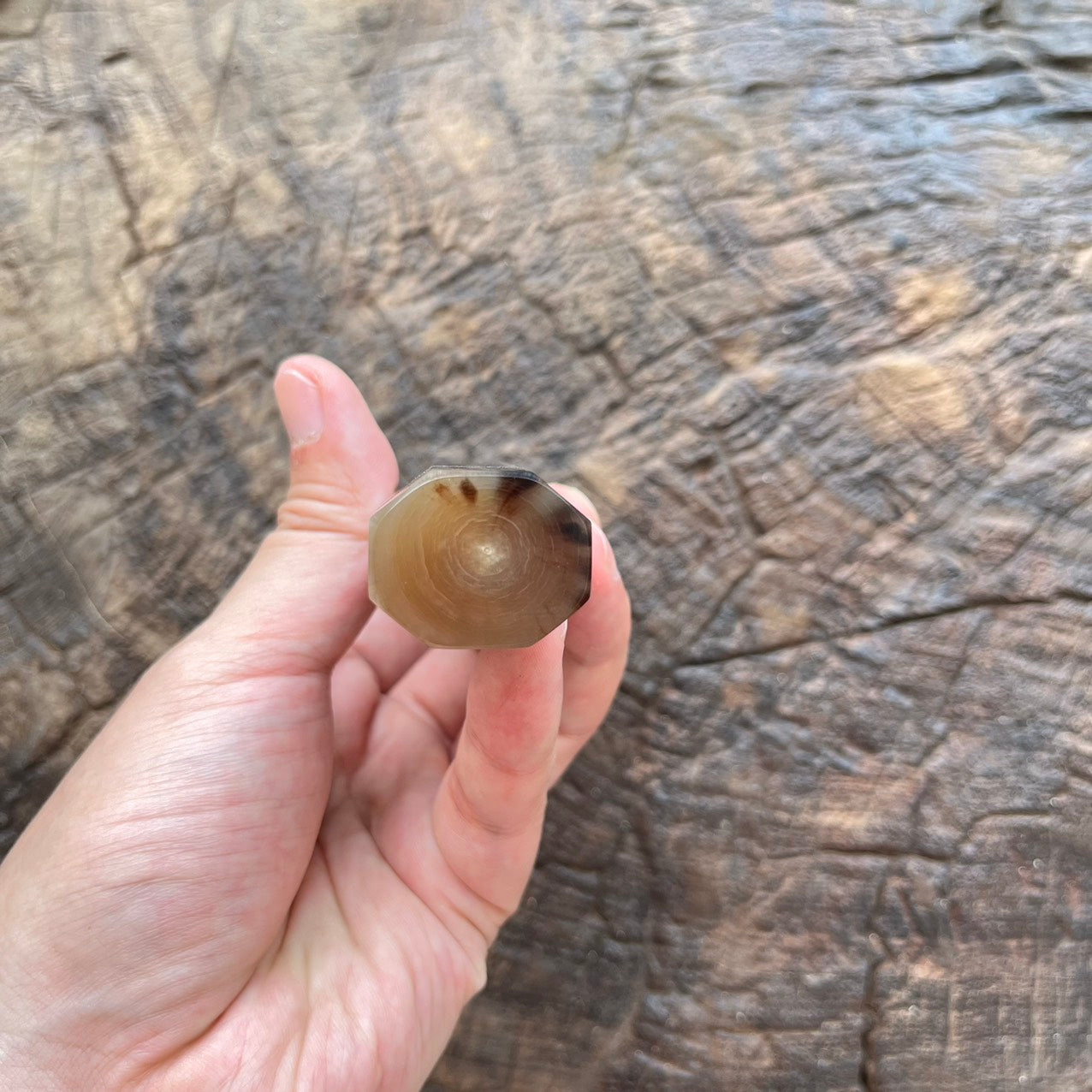 I- 4 Burl Rosewood Wa handle with marble horn 145mm