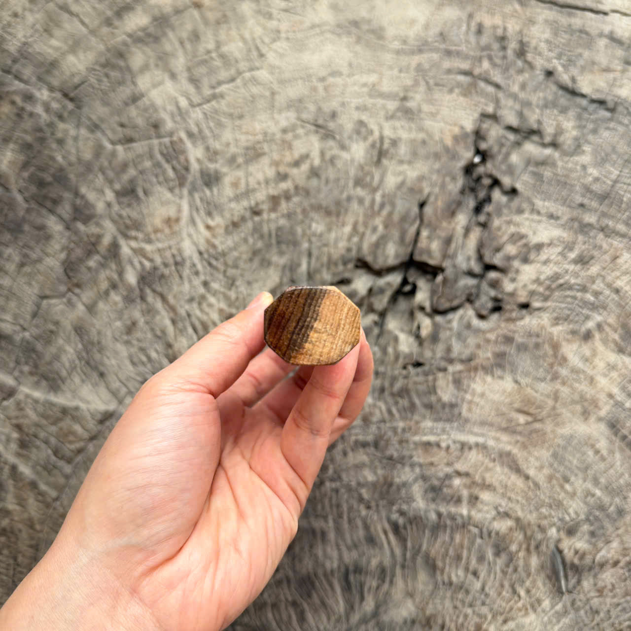 I -5 Curly Two tone Hawaiian Koa Wa handle, white horn ferrule, 145 mm handle