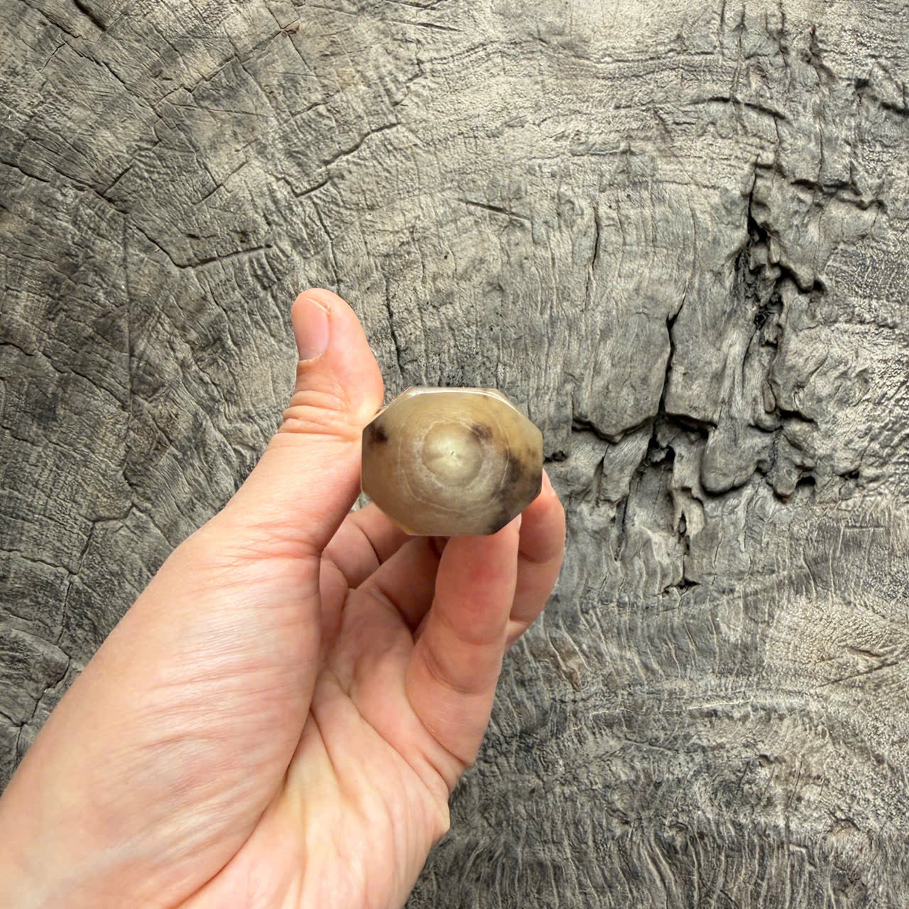 I - Burl crape myrtle Wa handle, Marble horn ferrule - end cap- 145 mm