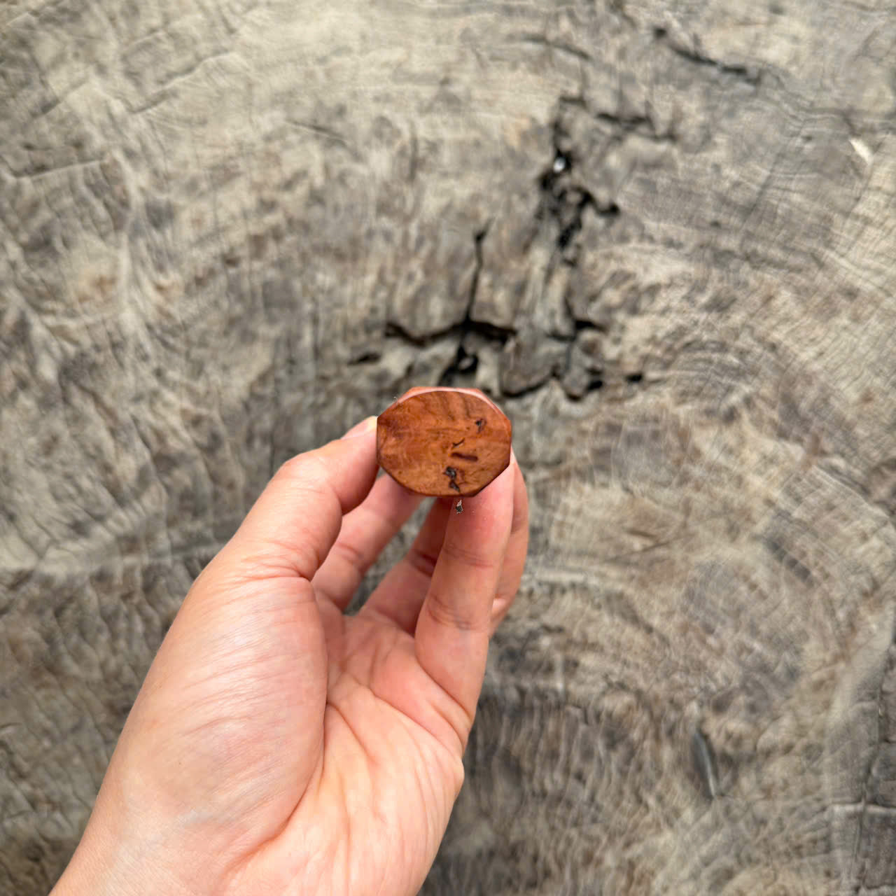 I- 7 Viet Ironwood Burl Wa handle, Marble horn Ferrule - 135mm