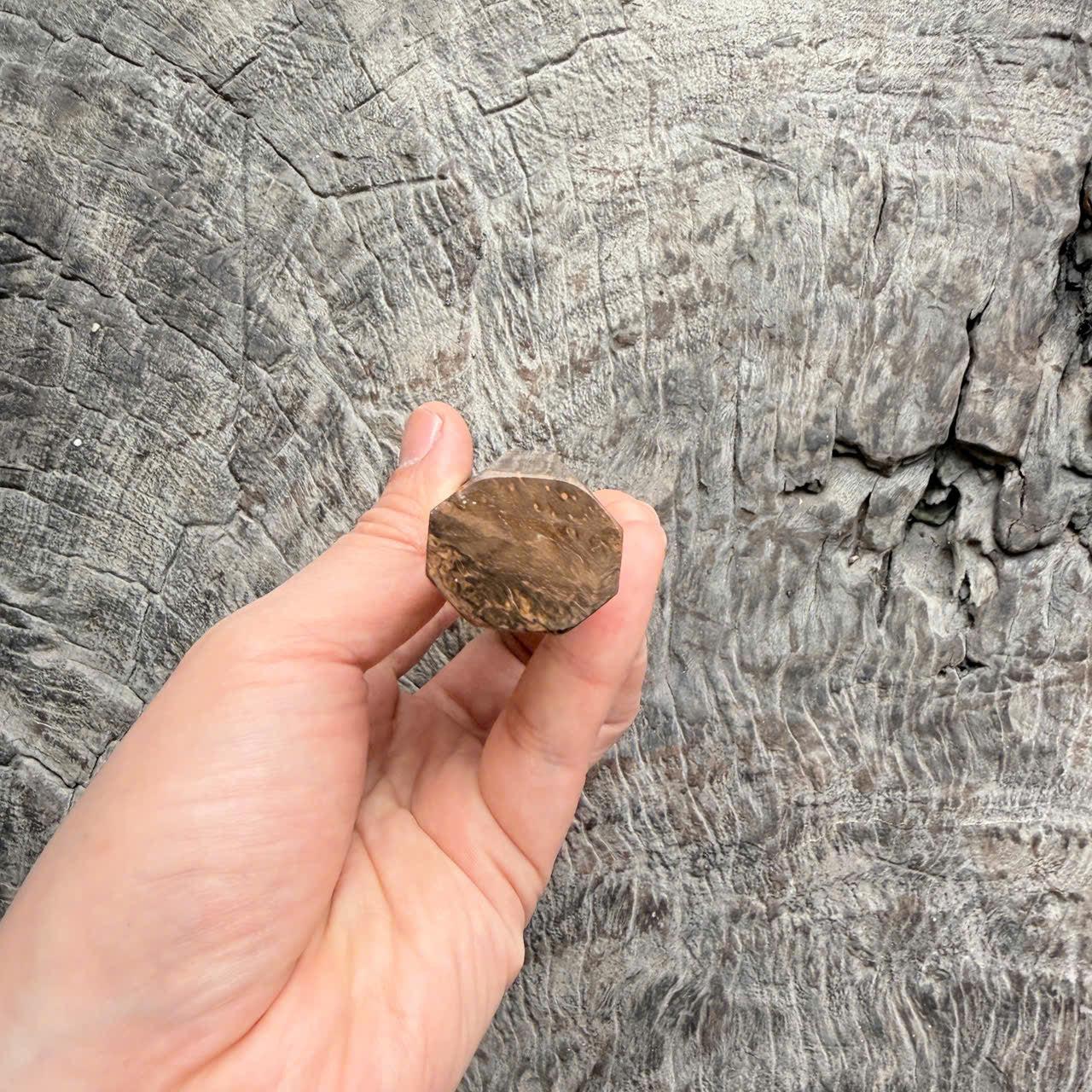 I - 3 Two tone Ebony burl Wa handle - Marble horn ferrule - 140 mm