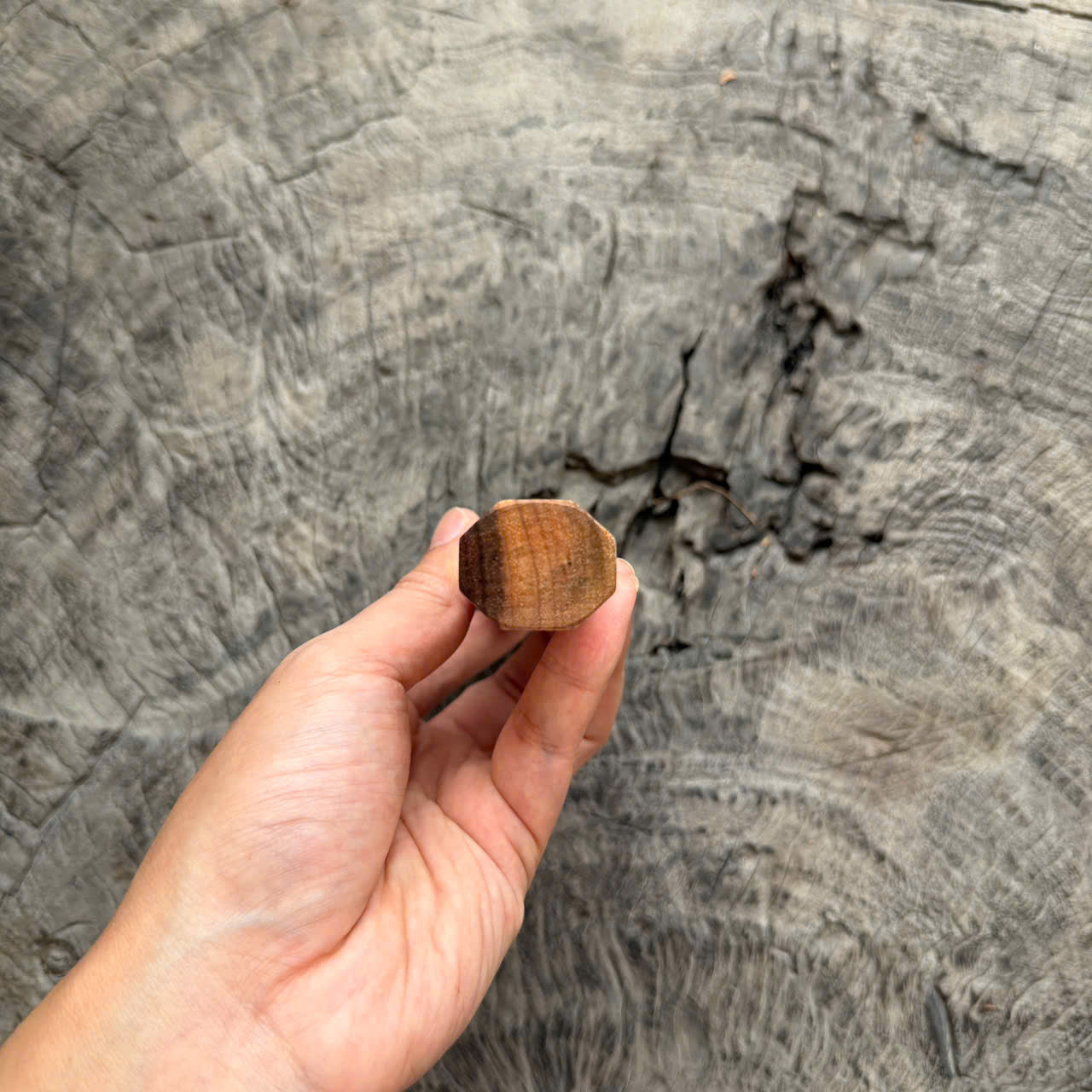 I - 5 Two tone Curly Hawaiian Koa, Clean Cream horn ferrule, 145 mm handle