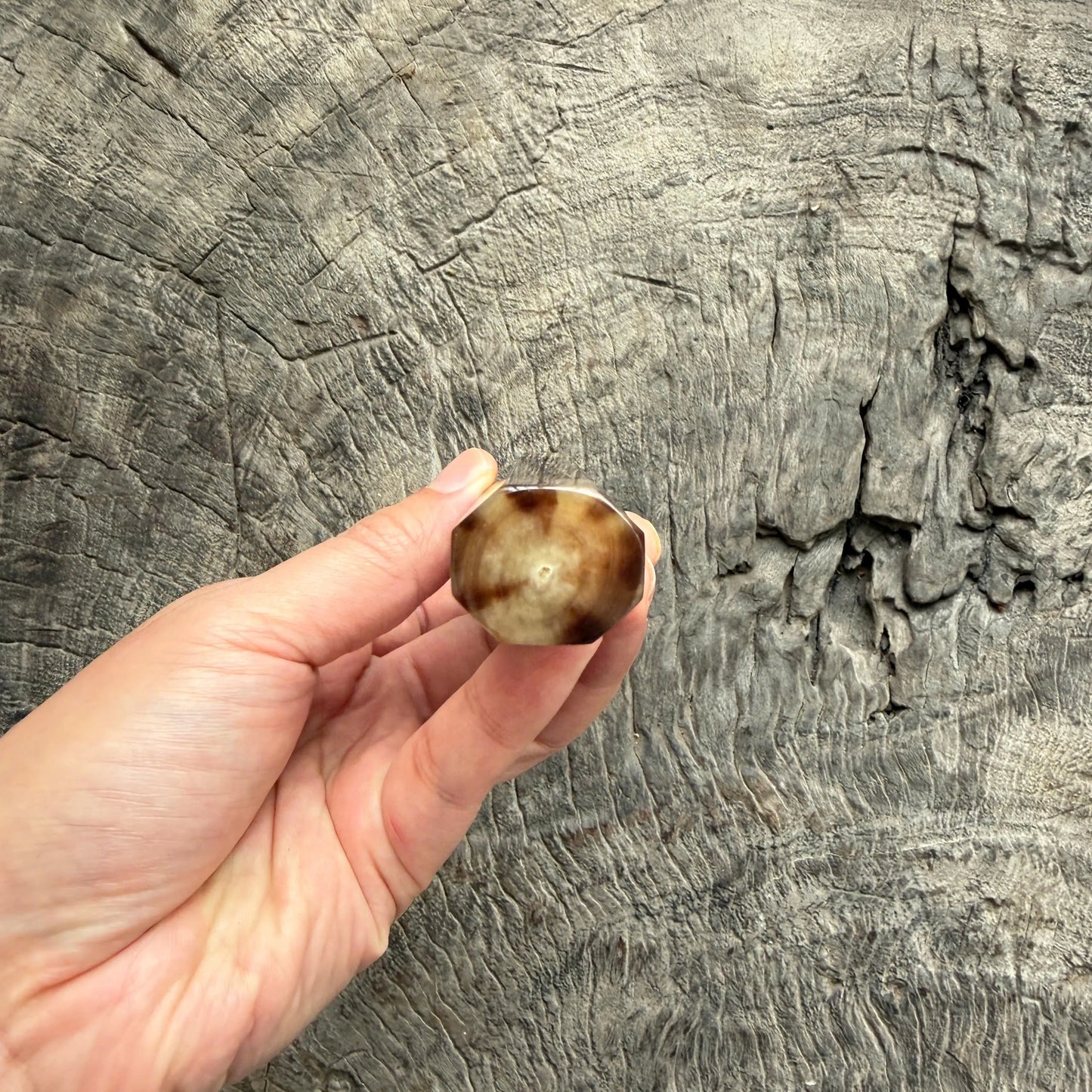 I - 10 Nice Curly Siamese Rosewood Wa handle, Marble horn Ferrule and Endcap - 145 mm