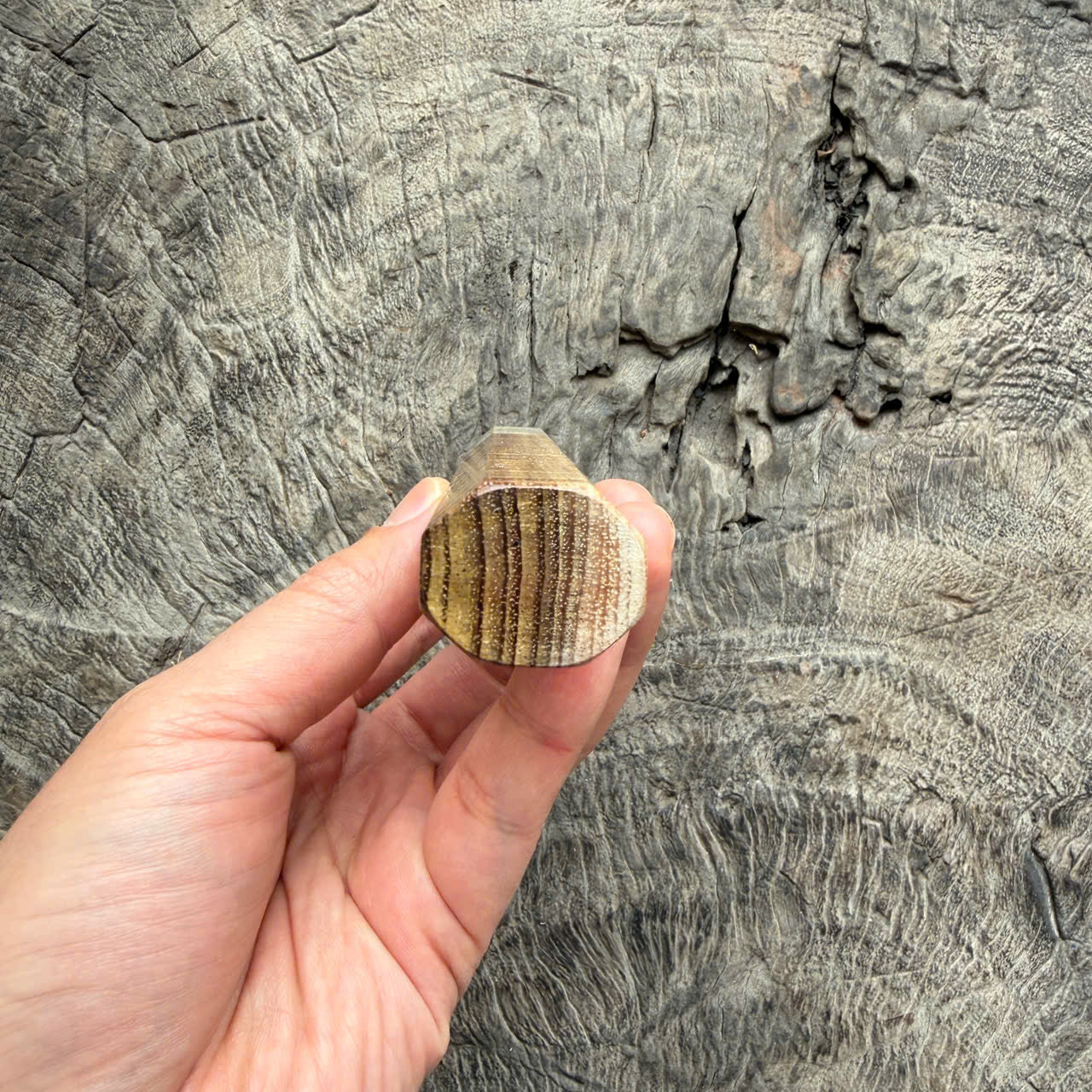 I - Cool Two tone Curly Hawaiian Koa, Cream horn ferrule, 140mm