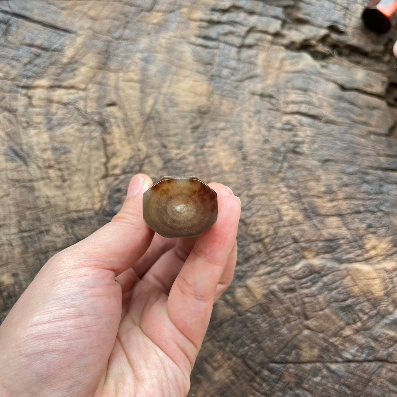 I- Super Rare Purple curly Rosewood with marble horn, nickel 145mm