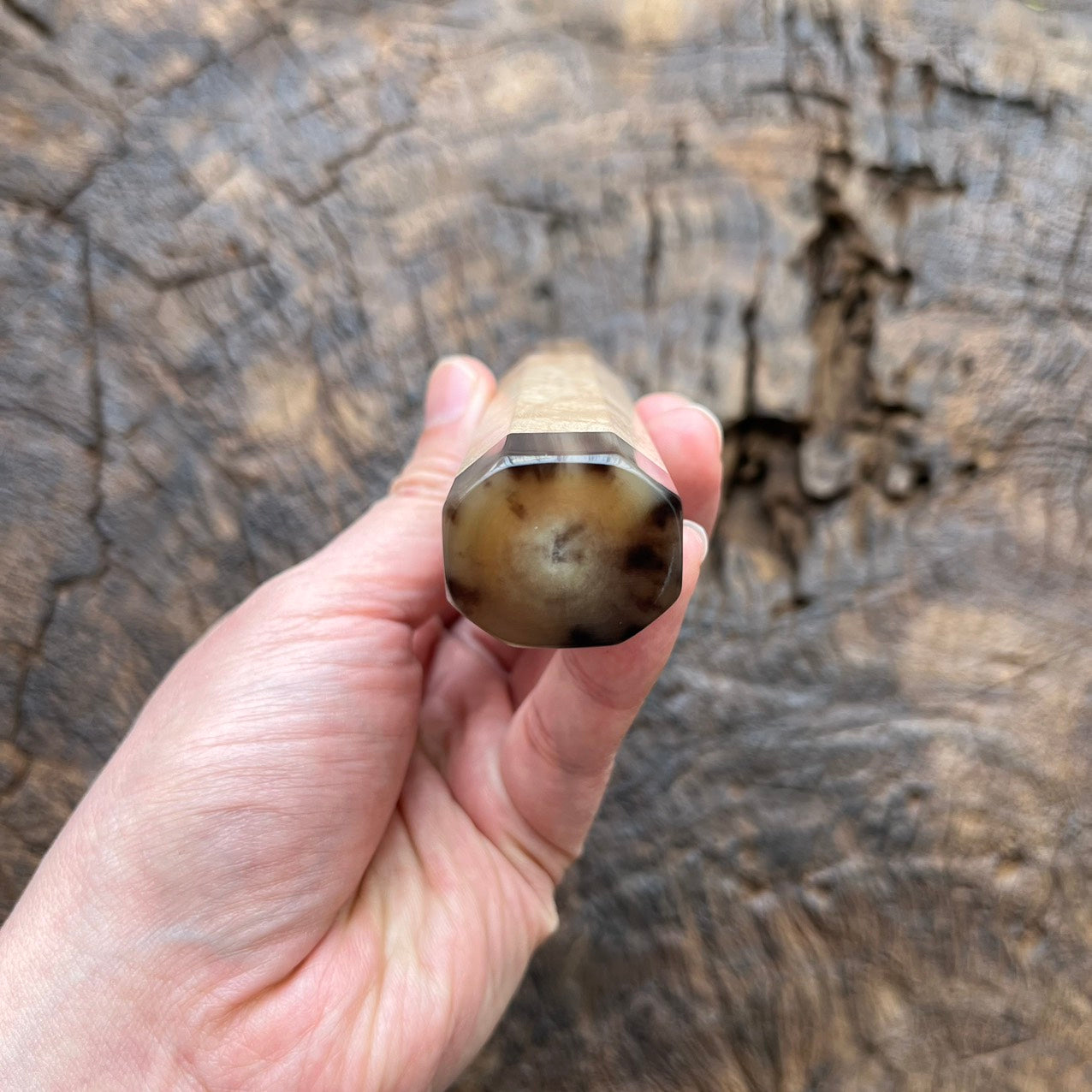 I- Burl Crape Myrtle Wa handle with marble horn ferrule end cap, 145mm