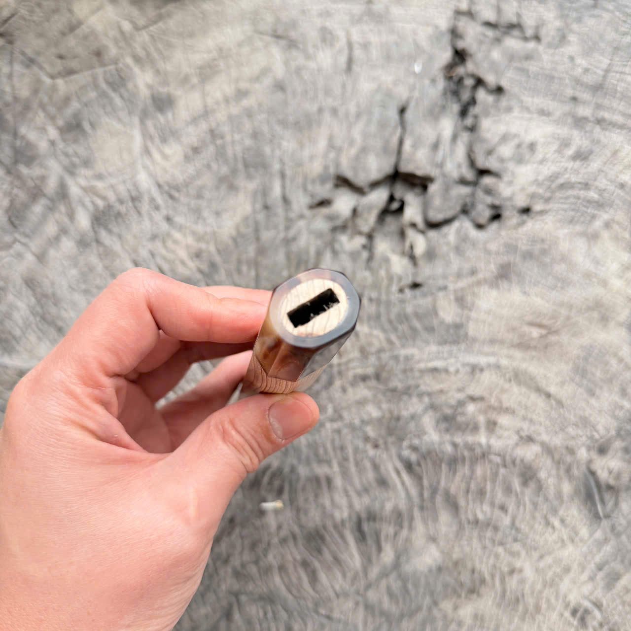 I - Cool Two tone Curly Japanese Tamamoku Cedar, Marble horn ferrule, 140mm