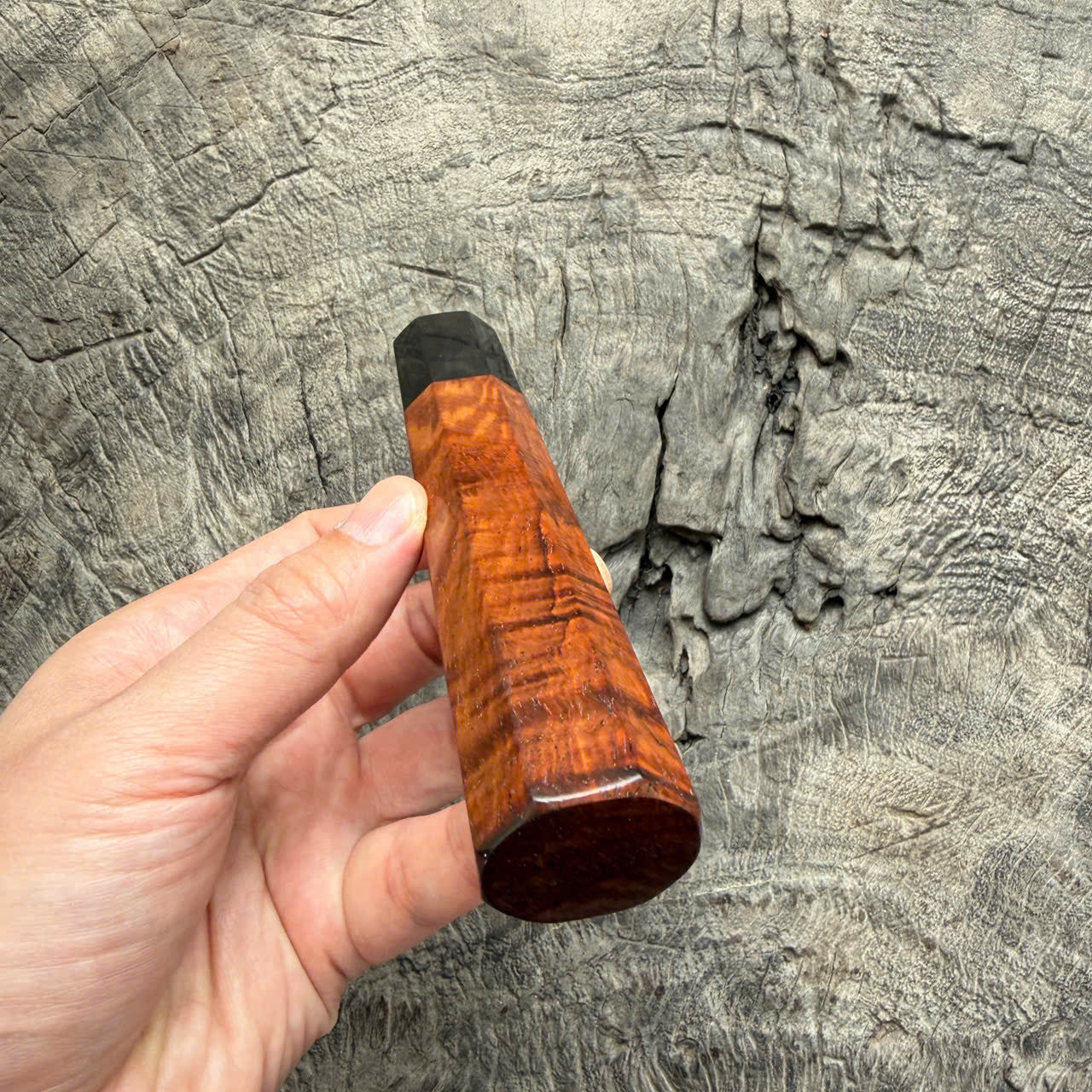 I - 29 Curly Siamese Rosewood Wa handle, Black Horn Ferrule- 145 mm