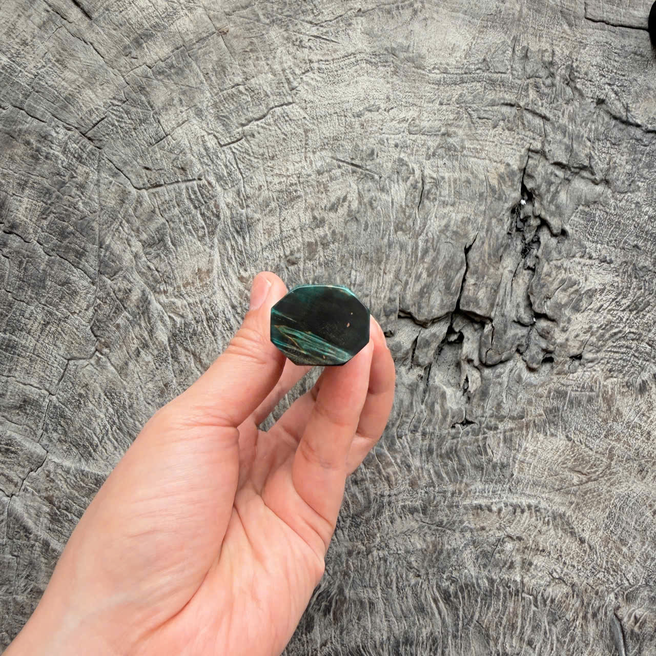 I - Blue Stabilzied Burl wood Wa handle, Cream horn Ferrule, 140mm handle