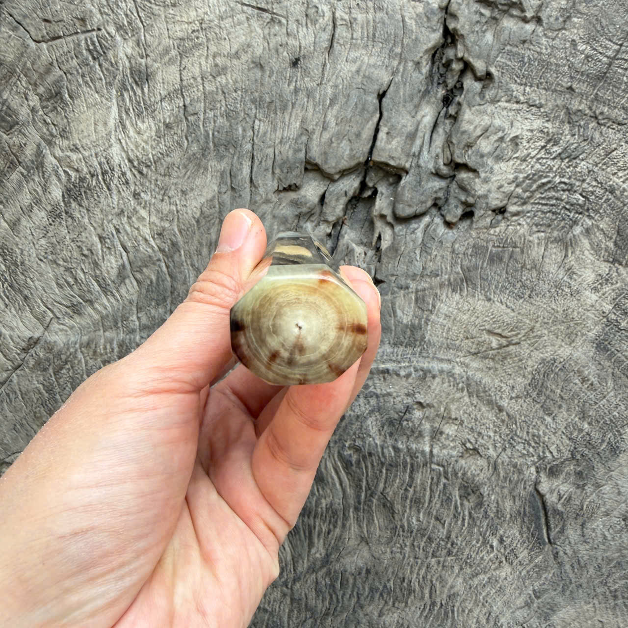 I - Two Tone Viet Cedar Burl Wa handle, Ivory Horn Ferrule & End cap -  140 mm