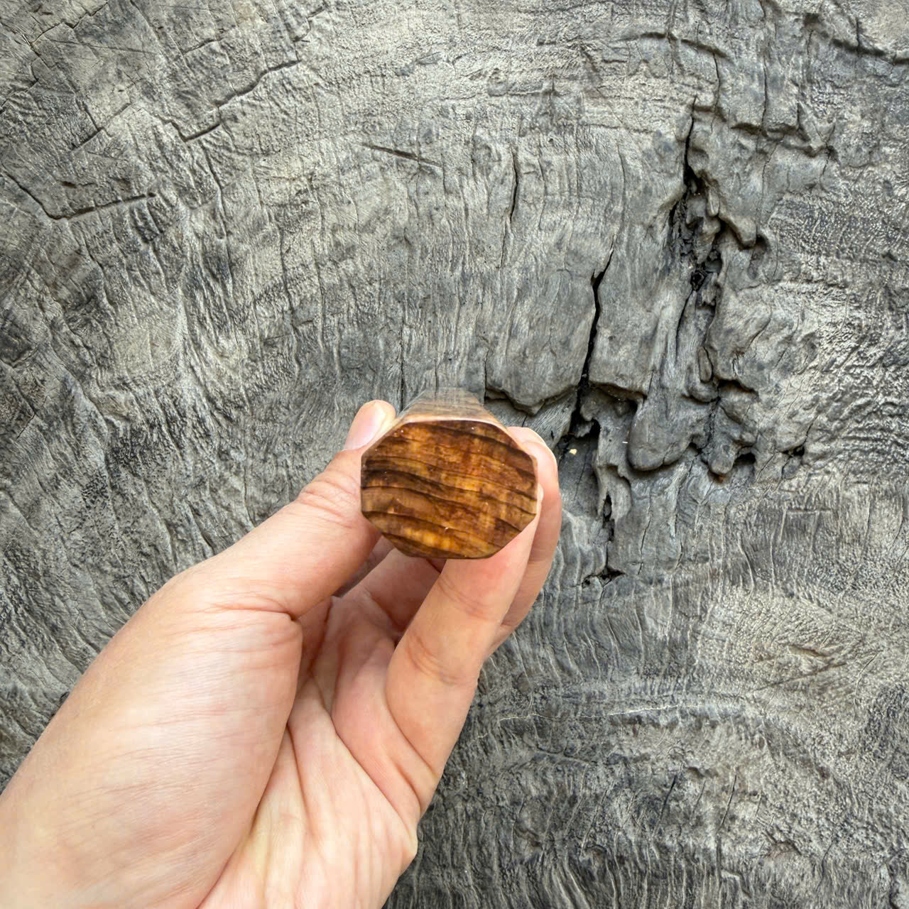 I - 16 Japanese Tamamoku Cedar  Wa handle, Dark Marble Horn Ferrule - 140mm