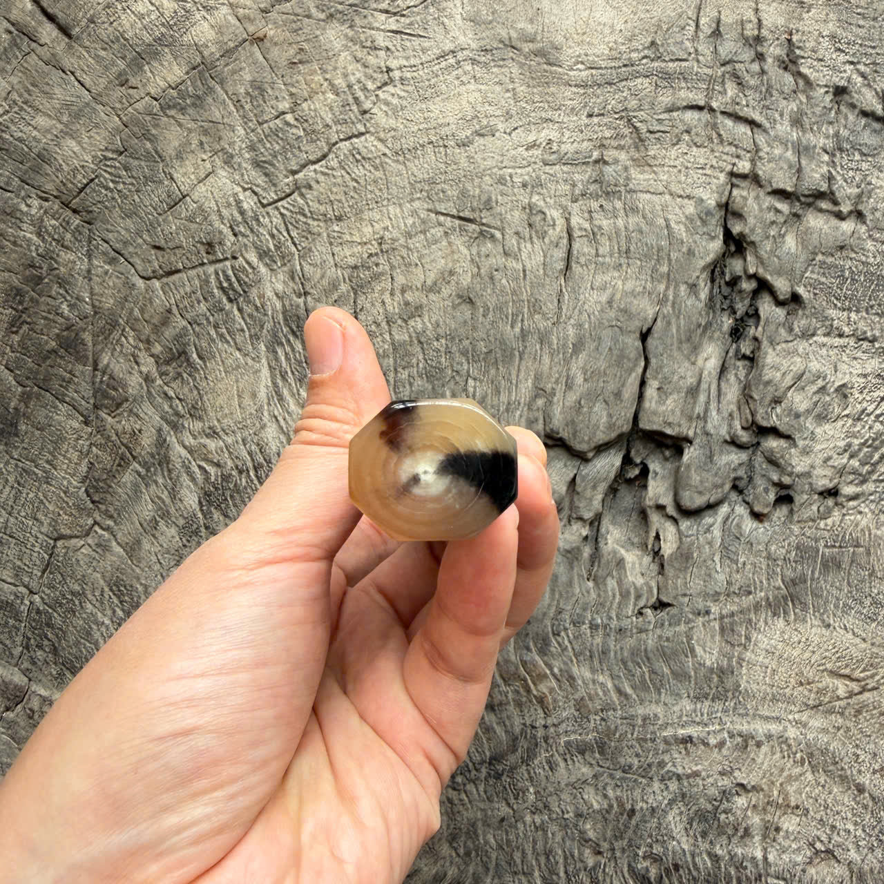 I -7 Macassar ebony Wa handle, Marble Horn Ferrule - End cap 145 mm