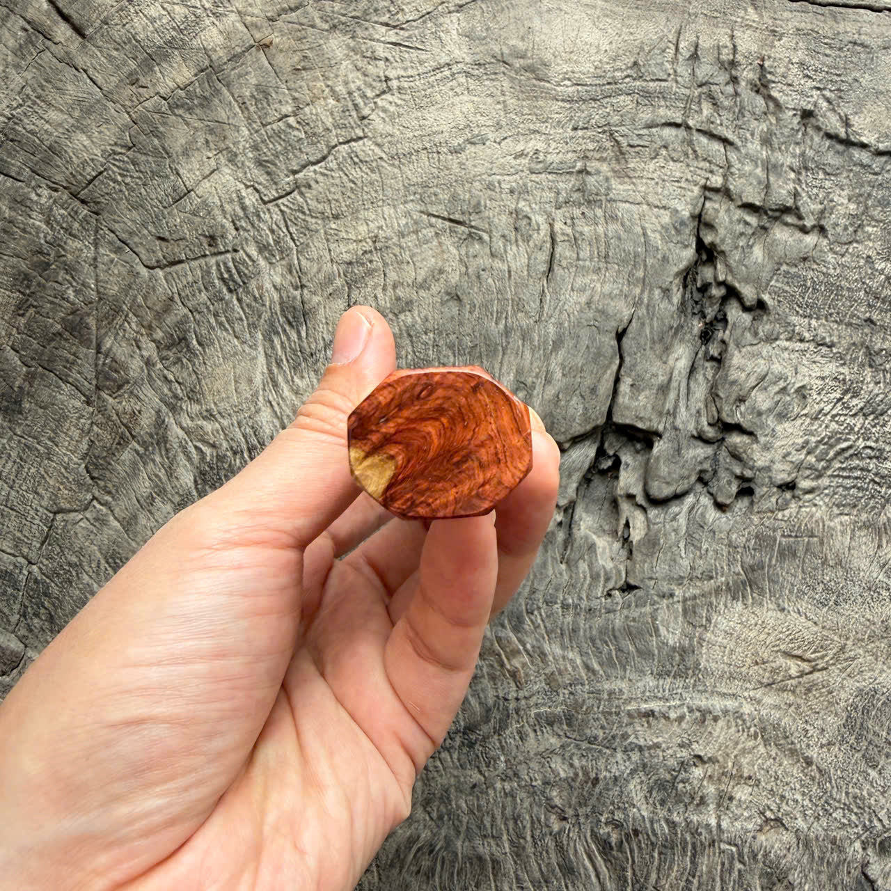 I - Super Two Tone Amboyna Burl Wa handle, Nickel Spacer - 145 mm