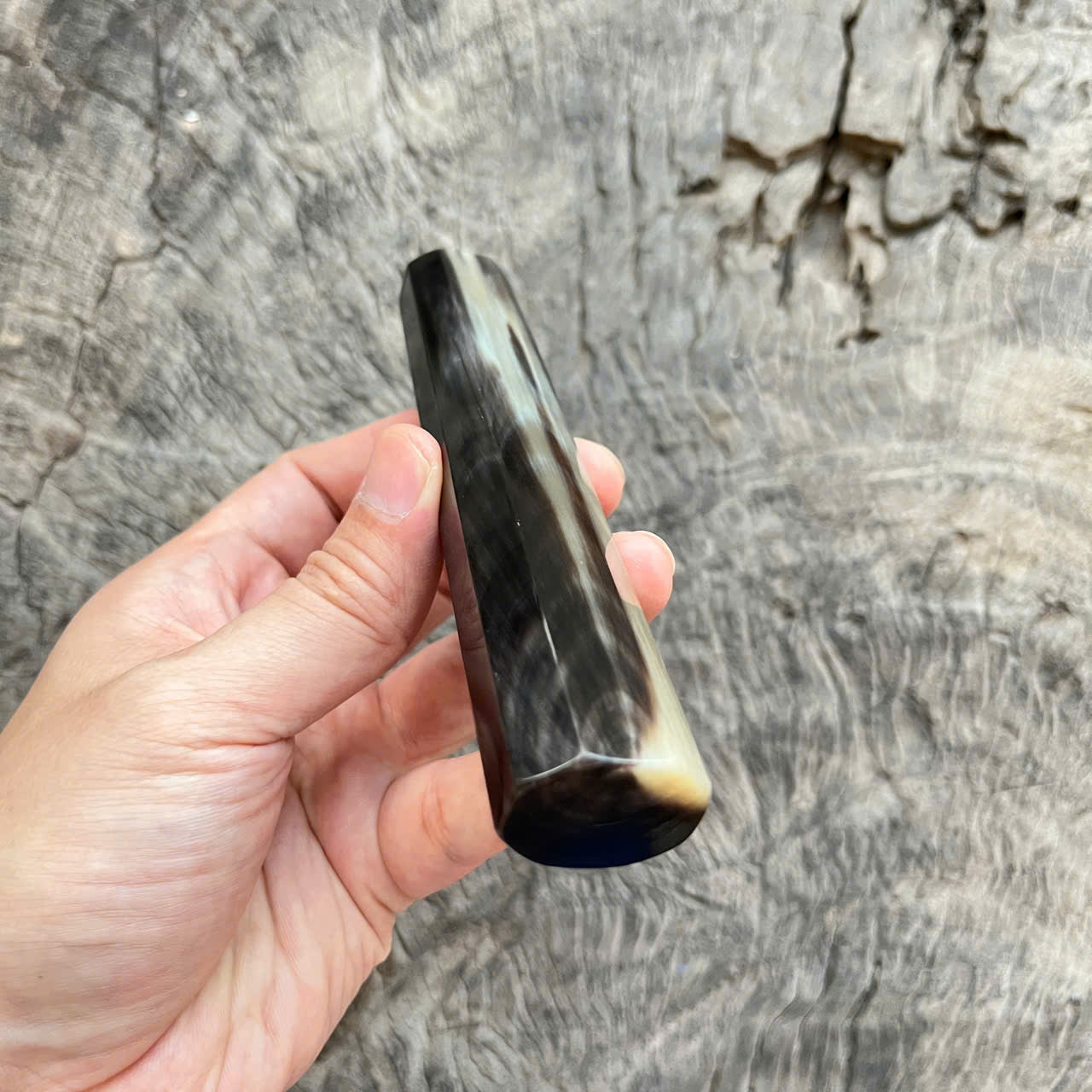 I- Full horn with rare color, Mono, 138 mm