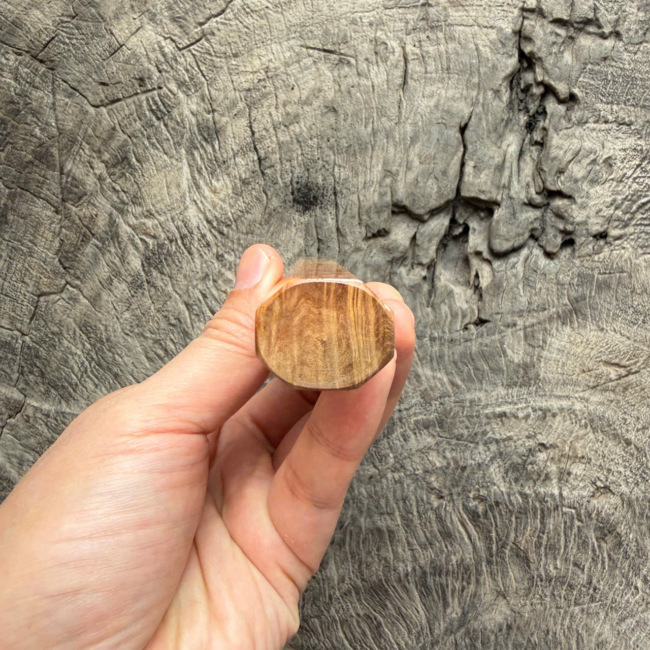 I- 4 Burl Crape myrtle Wa handle, Ivory horn ferrule- 135mm