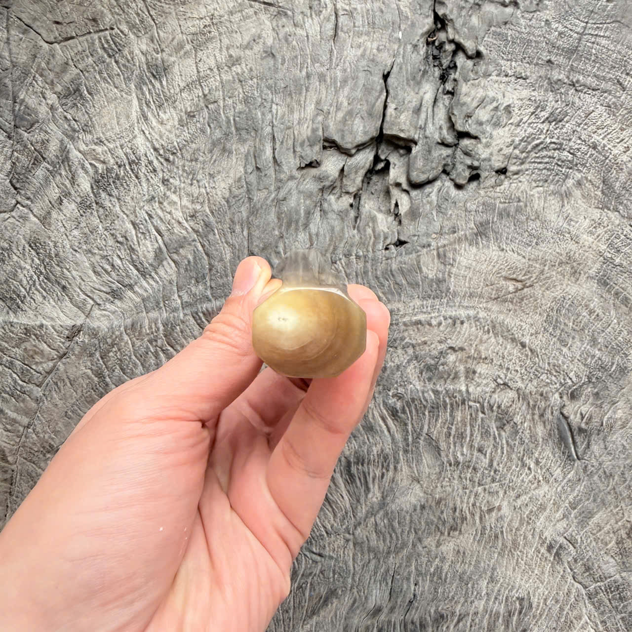 I- 10 Pure Full White Horn, Wa handle, 135mm handle