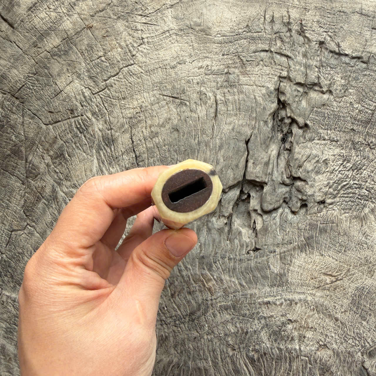 I - 20 Curly Siamese Rosewood Wa handle, Ivory Horn ferrule - 145 mm