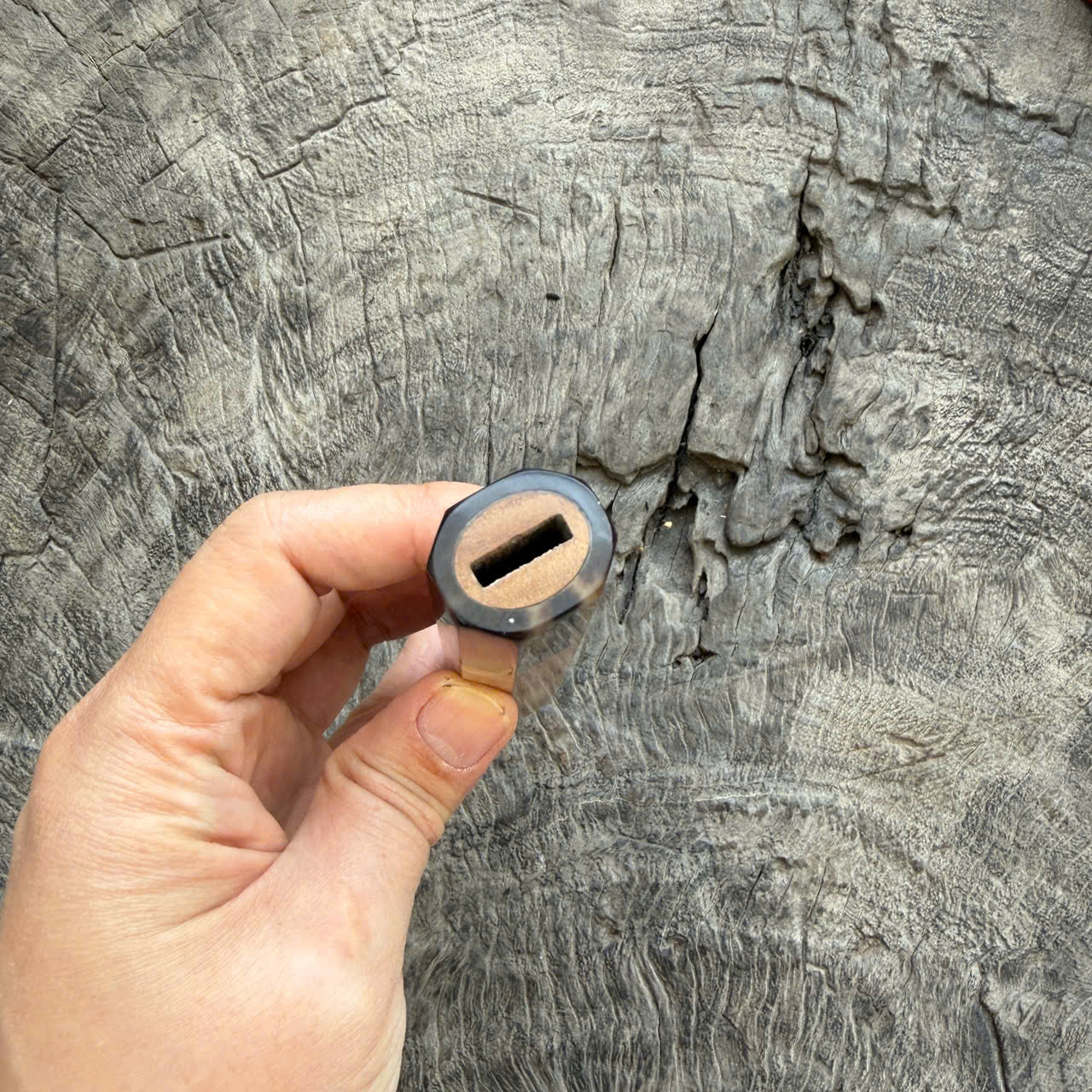 I - 6 Curly Crape myrtle Wa handle, Dark Marble Horn Ferrule - 140mm