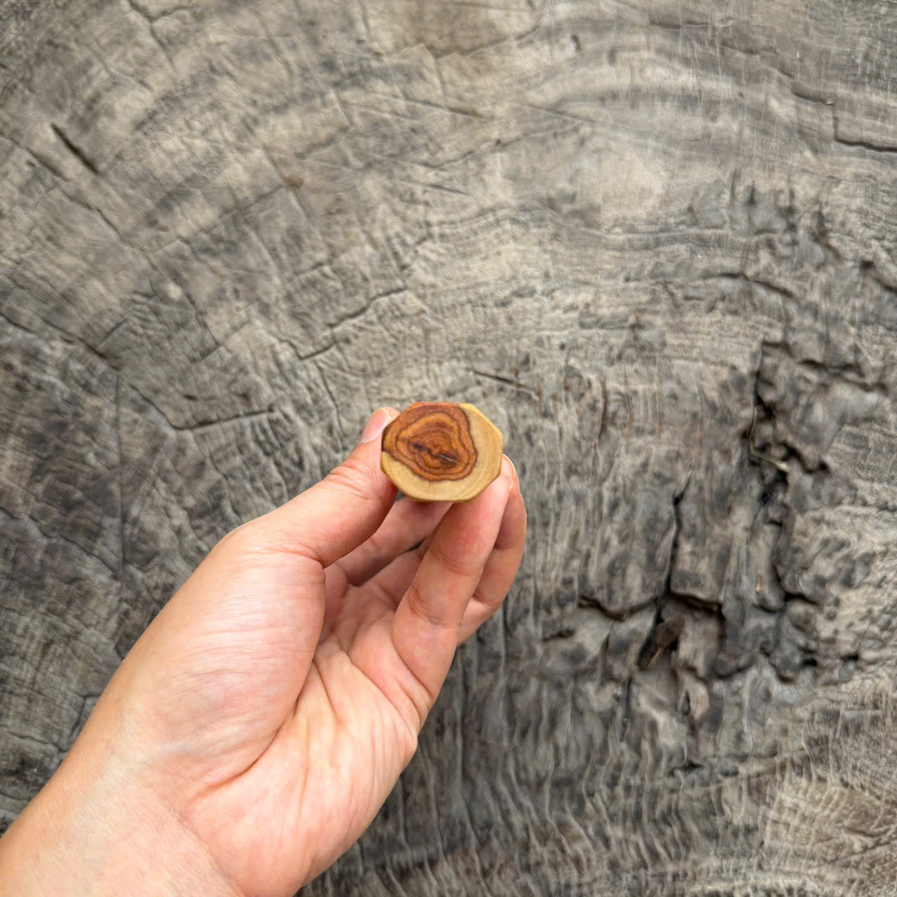 I - Two Tone Eye Huanghuali wood  Wa handle, Mono , 140mm handle