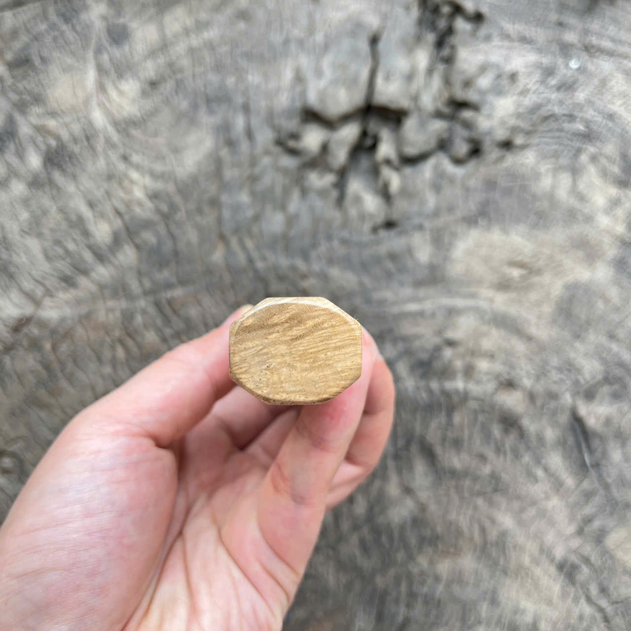 I- 5 Burl Crape Myrtle Wa handle, Mono, 135 mm