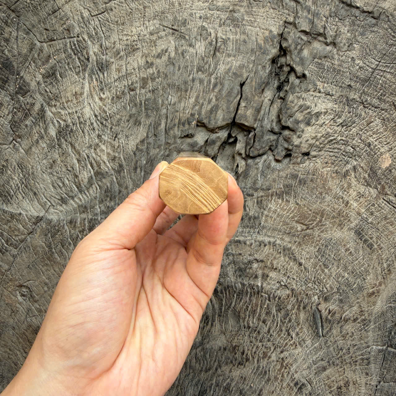 I -5 Burl Crape myrtle wood wa handle , White horn ferrule , 140mm handle