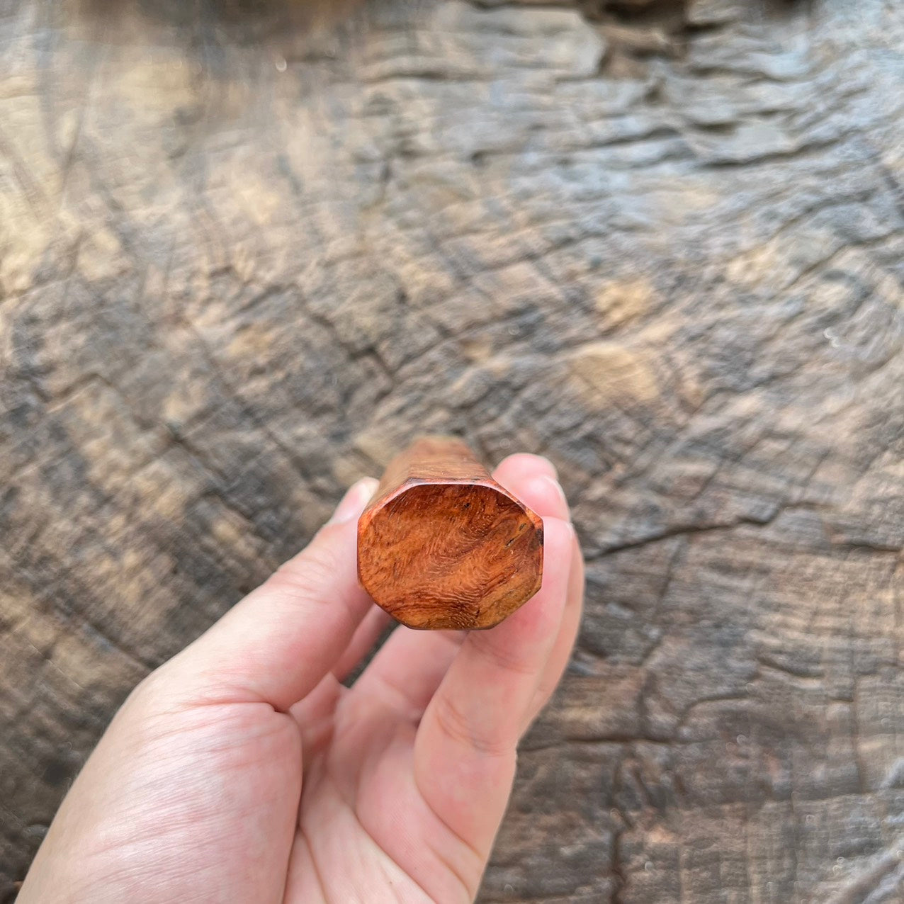 I-  3 Golden Amboyna Burl Wa handle with white horn ferrule  145mm