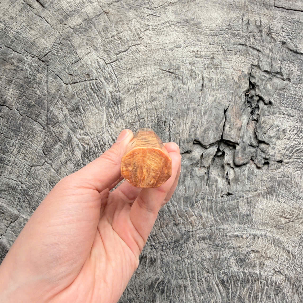 I- 5 Dragon burl Wa handle, white horn Ferrule, 135mm handle