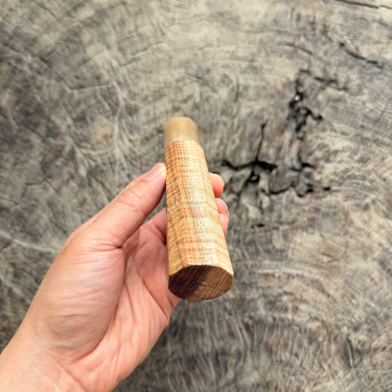I -5 Curly Two tone Hawaiian Koa Wa handle, white horn ferrule,  145 mm handle