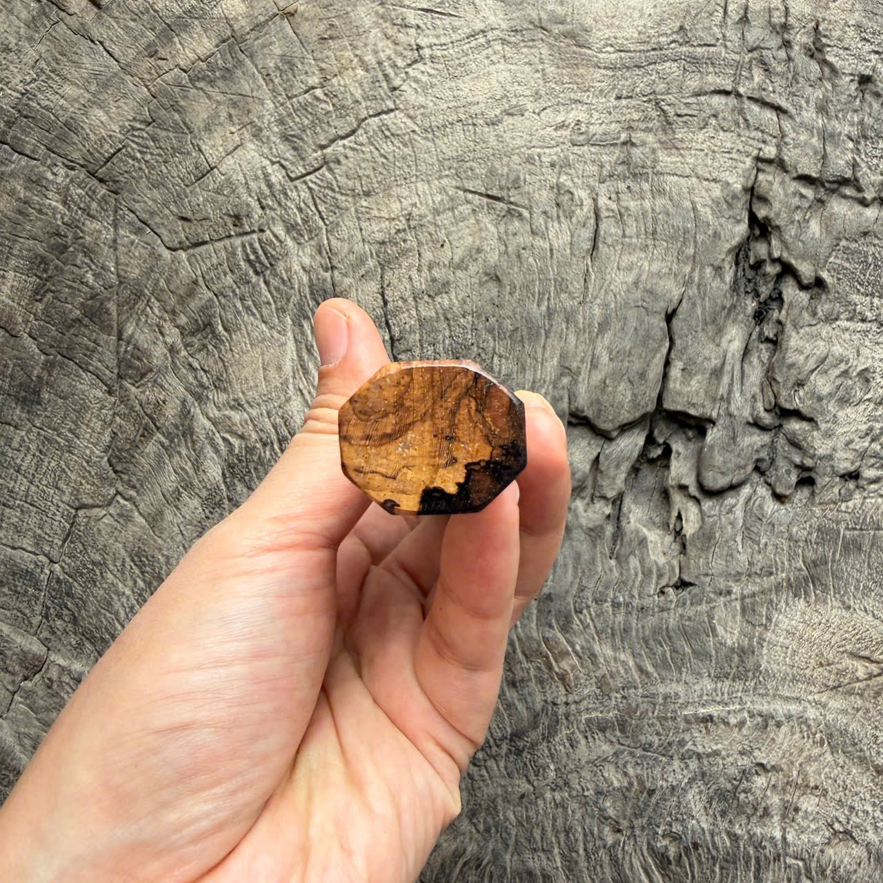 I - Two tone blackwood Wa handle, Marble horn ferrule - end cap- 145 mm