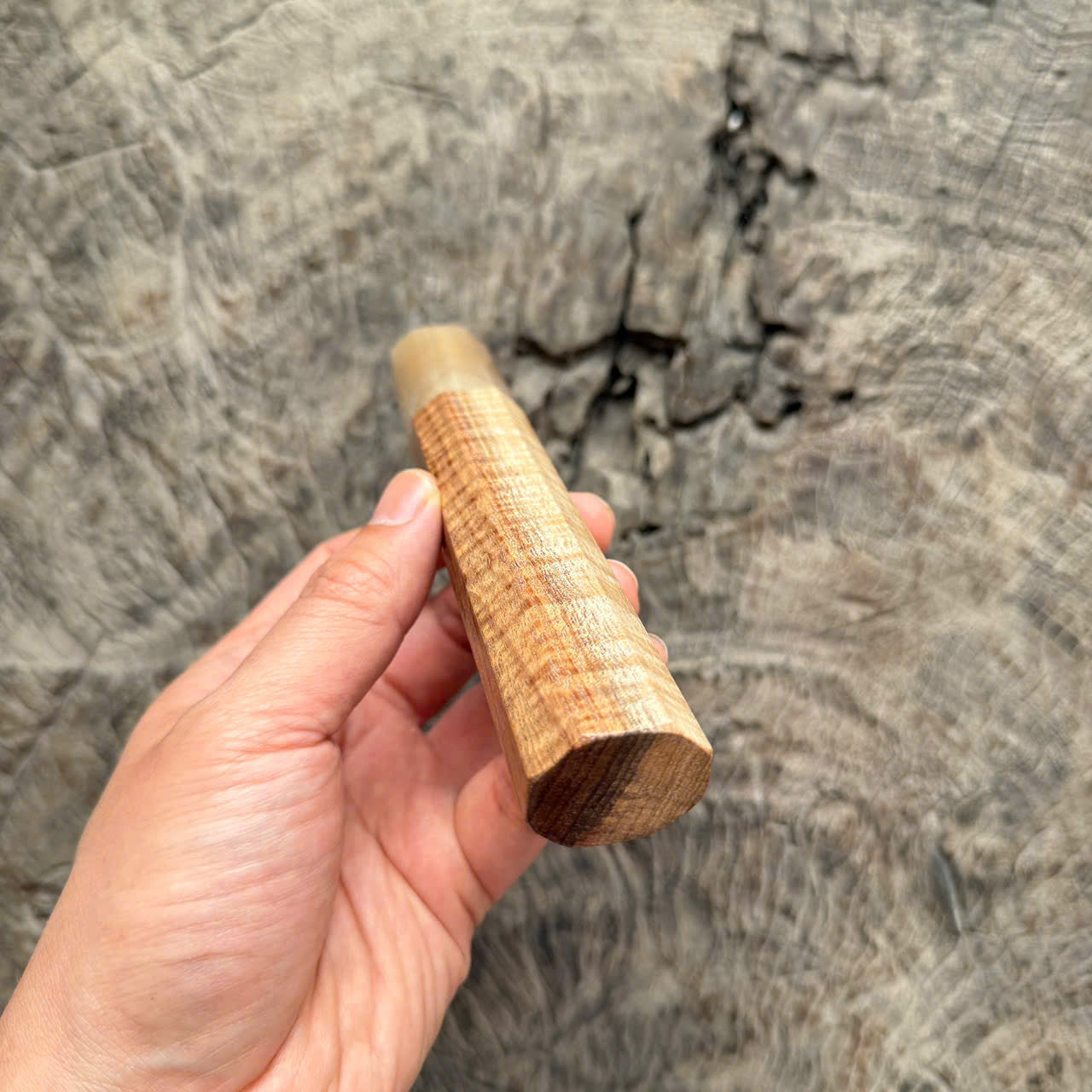 I -5 Curly Two tone Hawaiian Koa Wa handle, white horn ferrule,  145 mm handle
