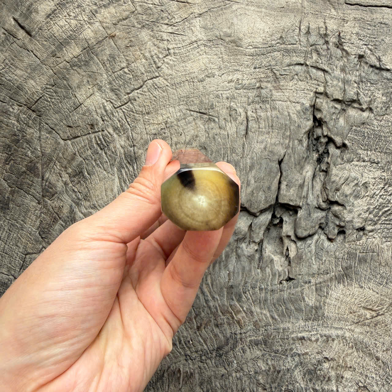 I - 6 Burl Rosewood Wa Handle,Marble horn ferrule End cap- 140mm