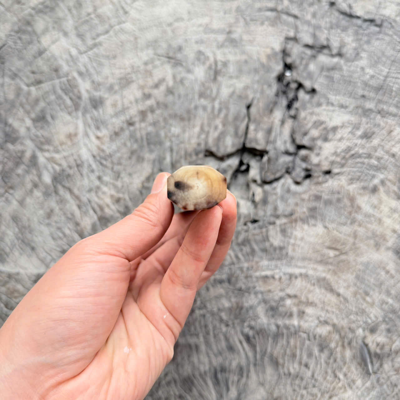 I - Slim Two Tone Tamamoku Cedar Wa handle, Marble Horn Ferrule,  145 mm