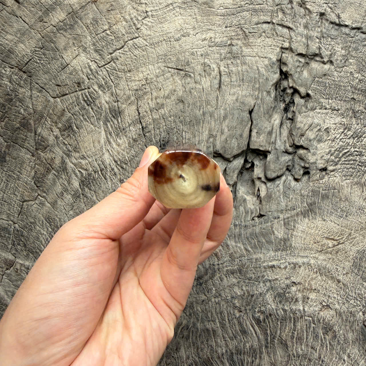 I - 27 Curly Siamese Rosewood Wa Handle, Marble horn ferrule End cap- 140mm