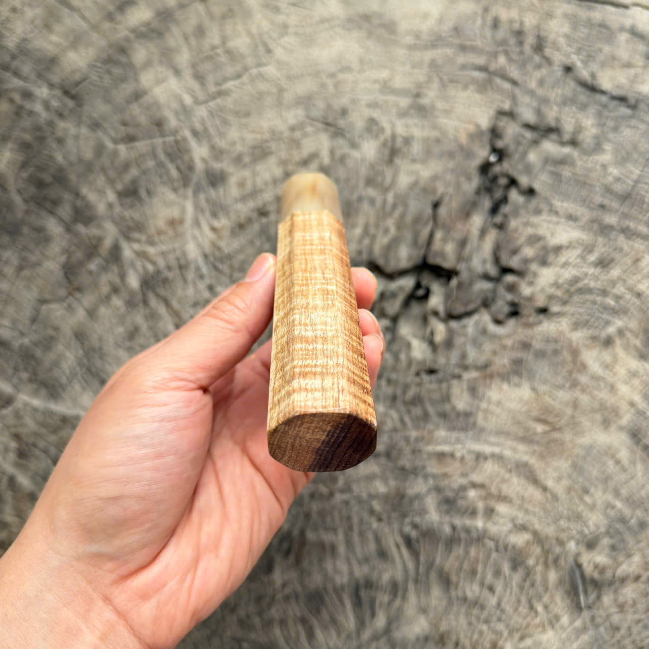I -5 Curly Two tone Hawaiian Koa Wa handle, white horn ferrule,  145 mm handle