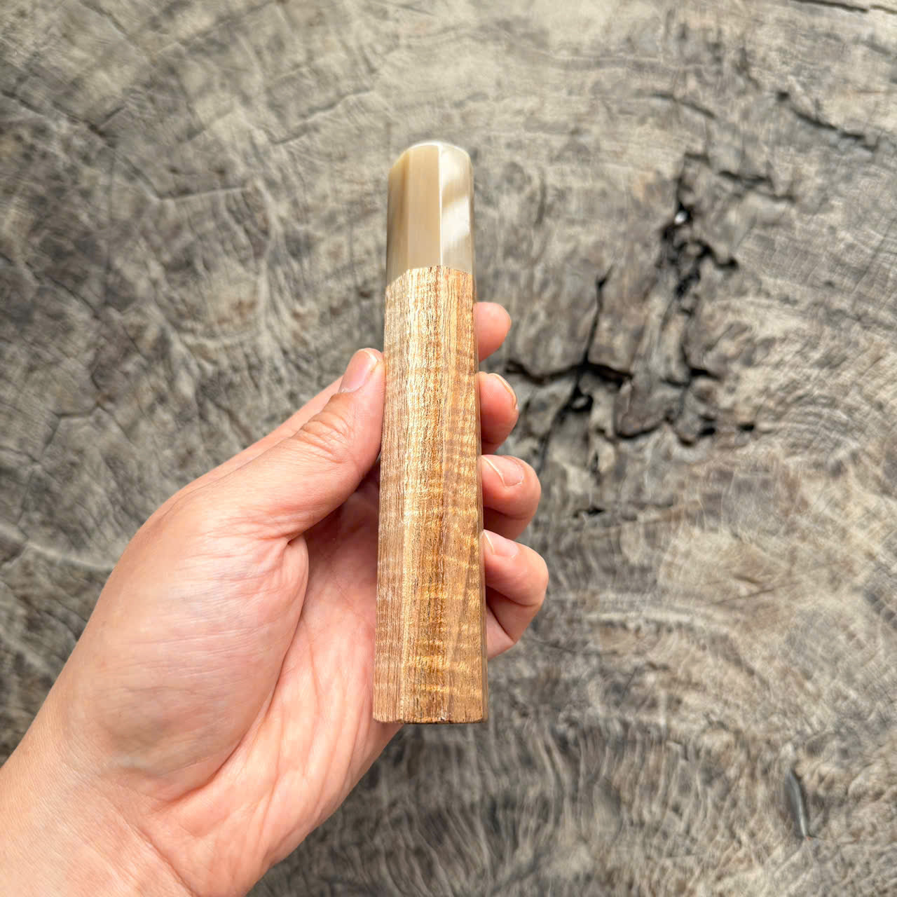 I -5 Curly Two tone Hawaiian Koa Wa handle, white horn ferrule,  145 mm handle