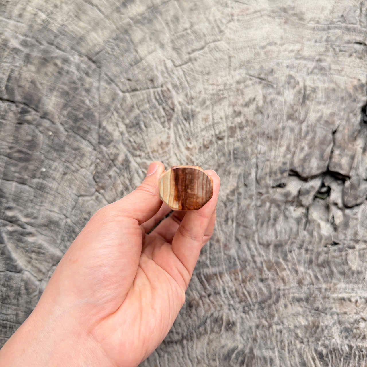 I - 2 Two tone Curly Japanese Tamamoku Cedar, Marble horn ferrule, 140mm