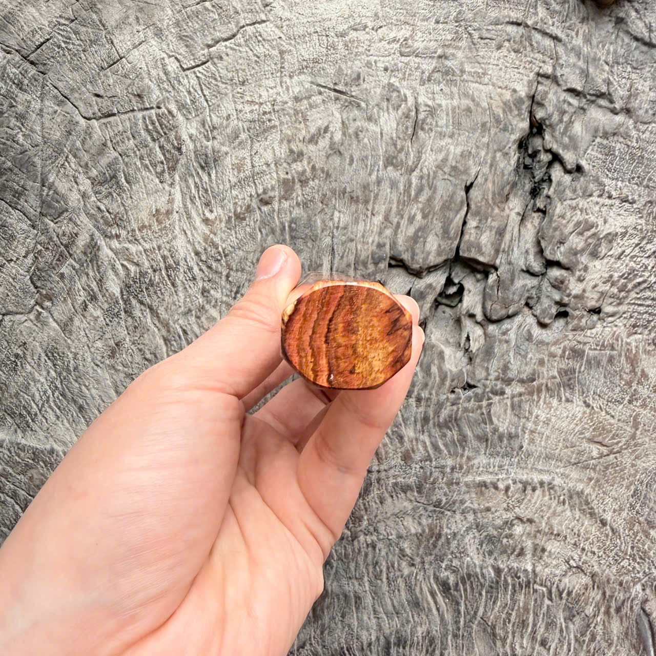 I - Burl Huanghuali wood Wa handle, Cream Horn Ferrule, 140mm handle