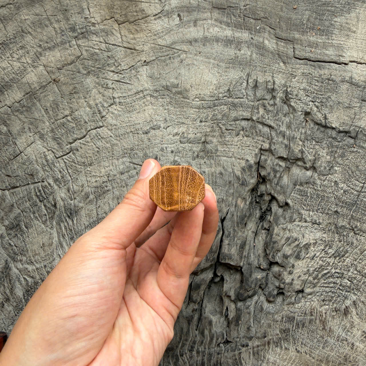 I- Teak Burl Wa Handle, Black Horn  Ferrule, 135mm handle