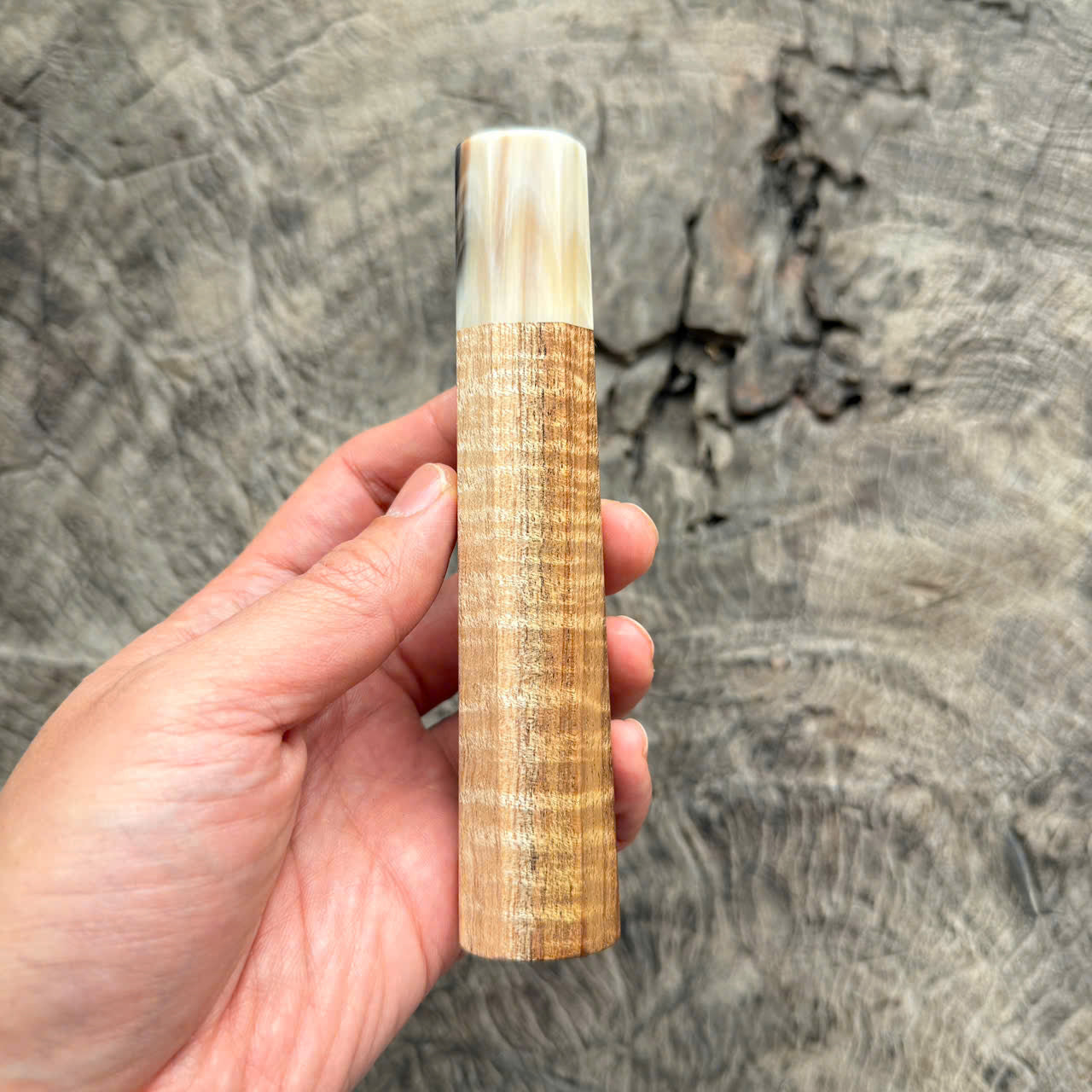 I - Cool Two tone Curly Hawaiian Koa, Cream horn ferrule, 140mm
